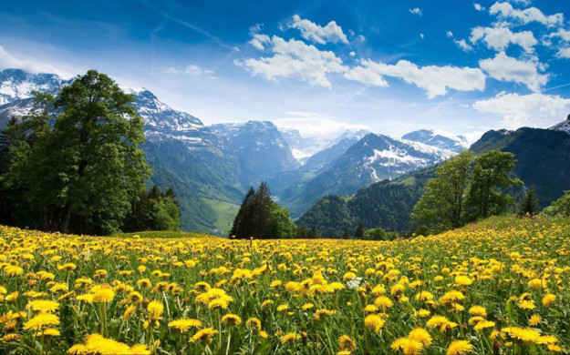 Поля одуванчиков на фоне белоснежных гор. Браунвальд, Швейцария