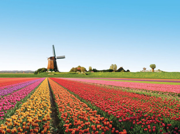 Поля тюльпанов, Голландия