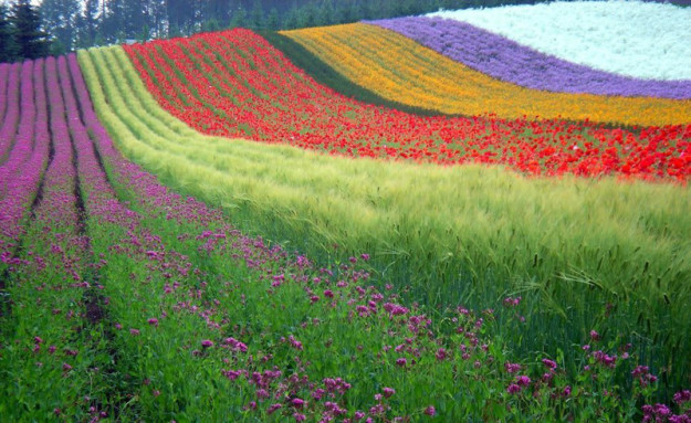 Радужные цветочные поля. Хоккайдо, Япония