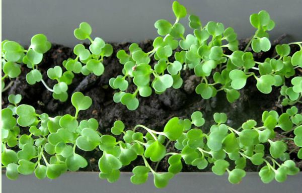 Как выращивать руккола в домашних условиях?