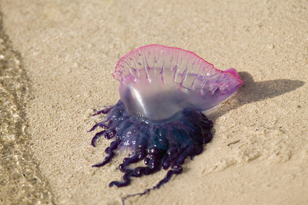 Portuguese Man o' War Jellyfish (Pgysalia physalis) Turneffe Caye, Belize